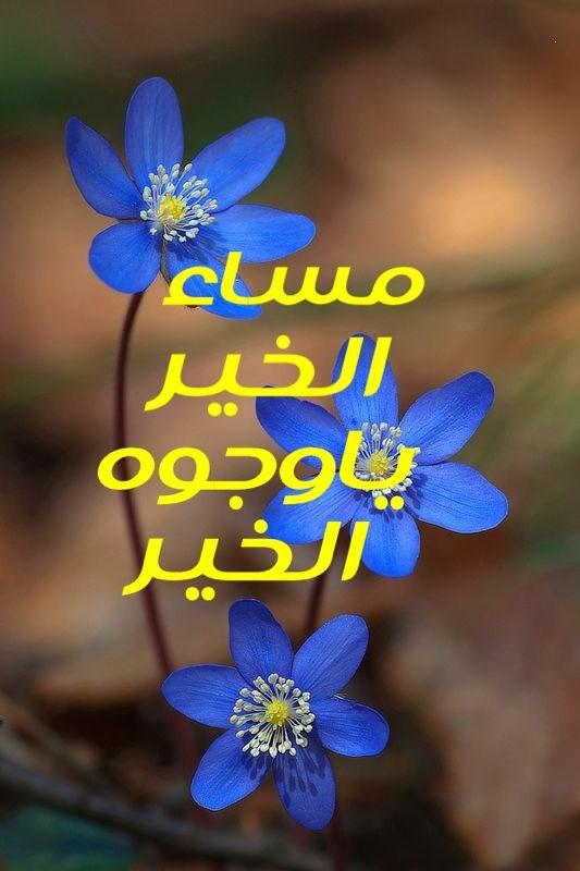 مساء الخير للجميع - اسعد الله مساؤكم بكل الهناء 6151