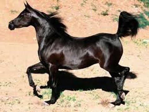 خيل اصيل - احصنه سباق اصيله 161 4