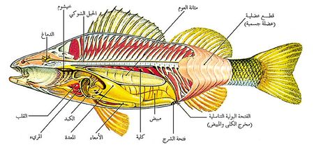 معلومات عن الاسماك-عايز تعرف فوائد للاسماك وما اهميتها تابعونى 6063 7