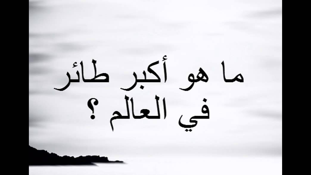 اكبر طائر في العالم , اكبر الطيور حجما على وجه الارض