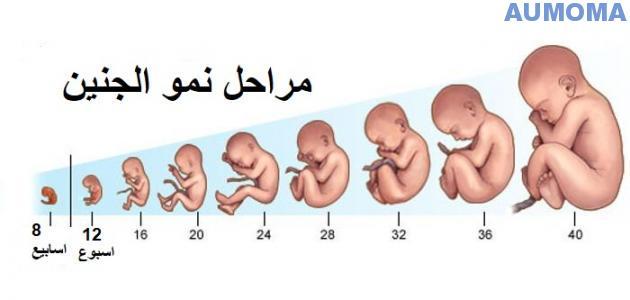 مراحل تكوين الجنين بالصور من اول يوم , هل تعلم ما هى مراحل تكوين الجنين