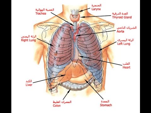 صور جسم الانسان , تركيب جسم الانسان