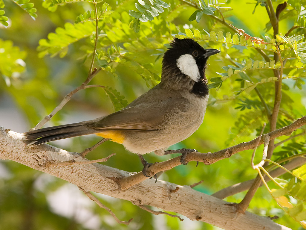 صور بلابل - اجمل صور البلابل 3286 1