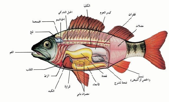 معلومات عن الاسماك-عايز تعرف فوائد للاسماك وما اهميتها تابعونى 6063 4