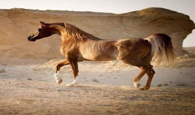 خيل اصيل - احصنه سباق اصيله 161 8