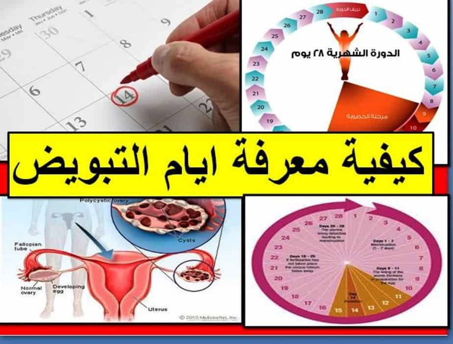 متى تكون ايام التبويض - وكيف تعرفينها لضمان حدوث حمل 74