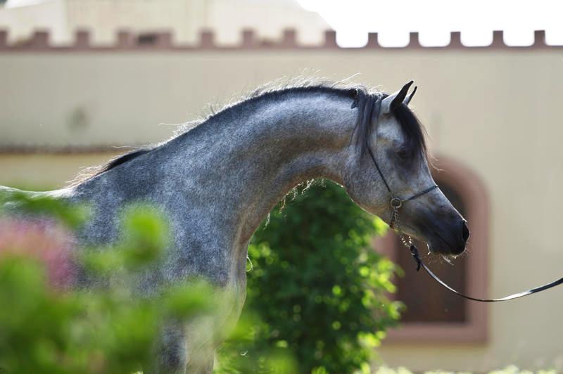 خيل اصيل - احصنه سباق اصيله 161 2