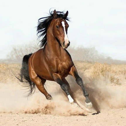 الخيل العربي الاصيل - صور للجياد العربيه 3383 8