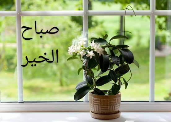 صورصباح الخير - صباح الخيرات والبركات 604