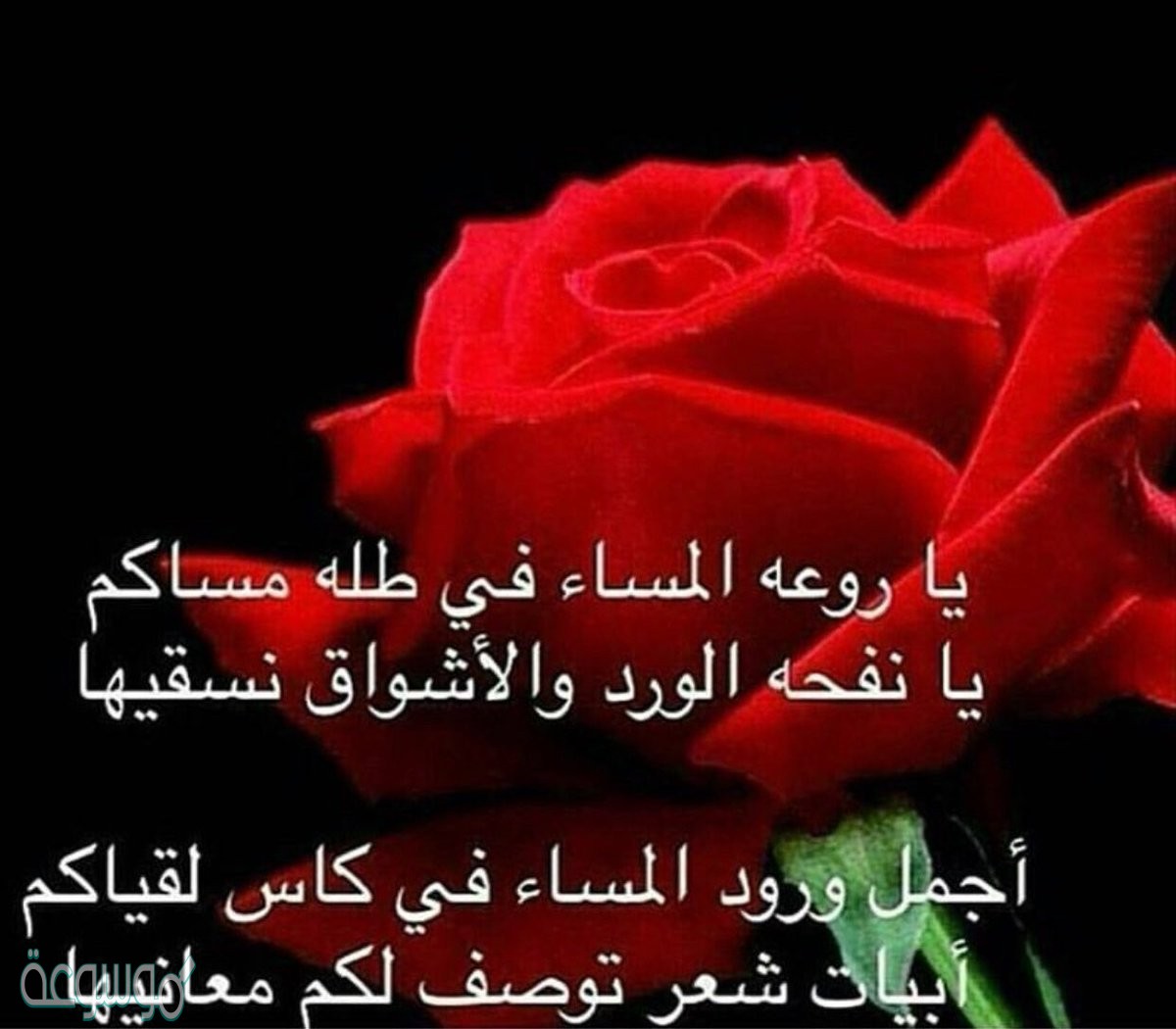 زهور الكلمات 4502 3