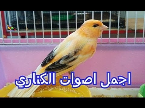 صوت عصافير كناري - تغريد العصافير الكناري 3150 3