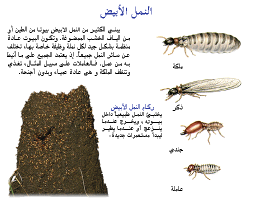 معلومات عن النمل - حقائق مدهشة عن النمل 5455 1