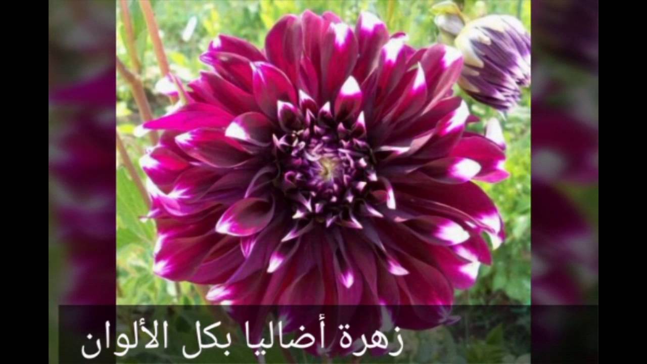 زهور الكلمات 4502 6