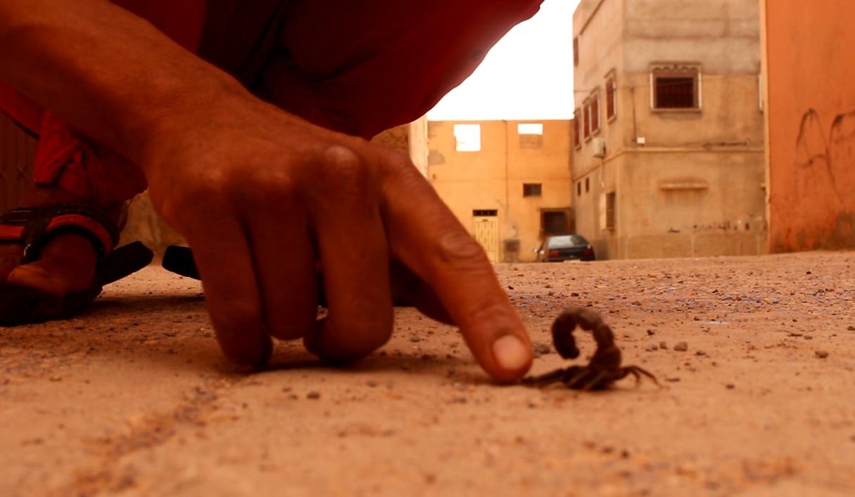 عقارب في الحلم - تفسير 12133 2