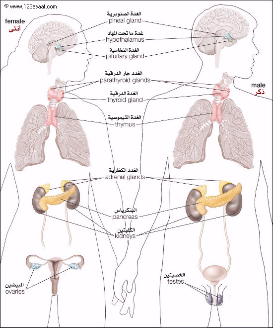 جسم الانسان بالصور - تكوين جسم الانسان 5661