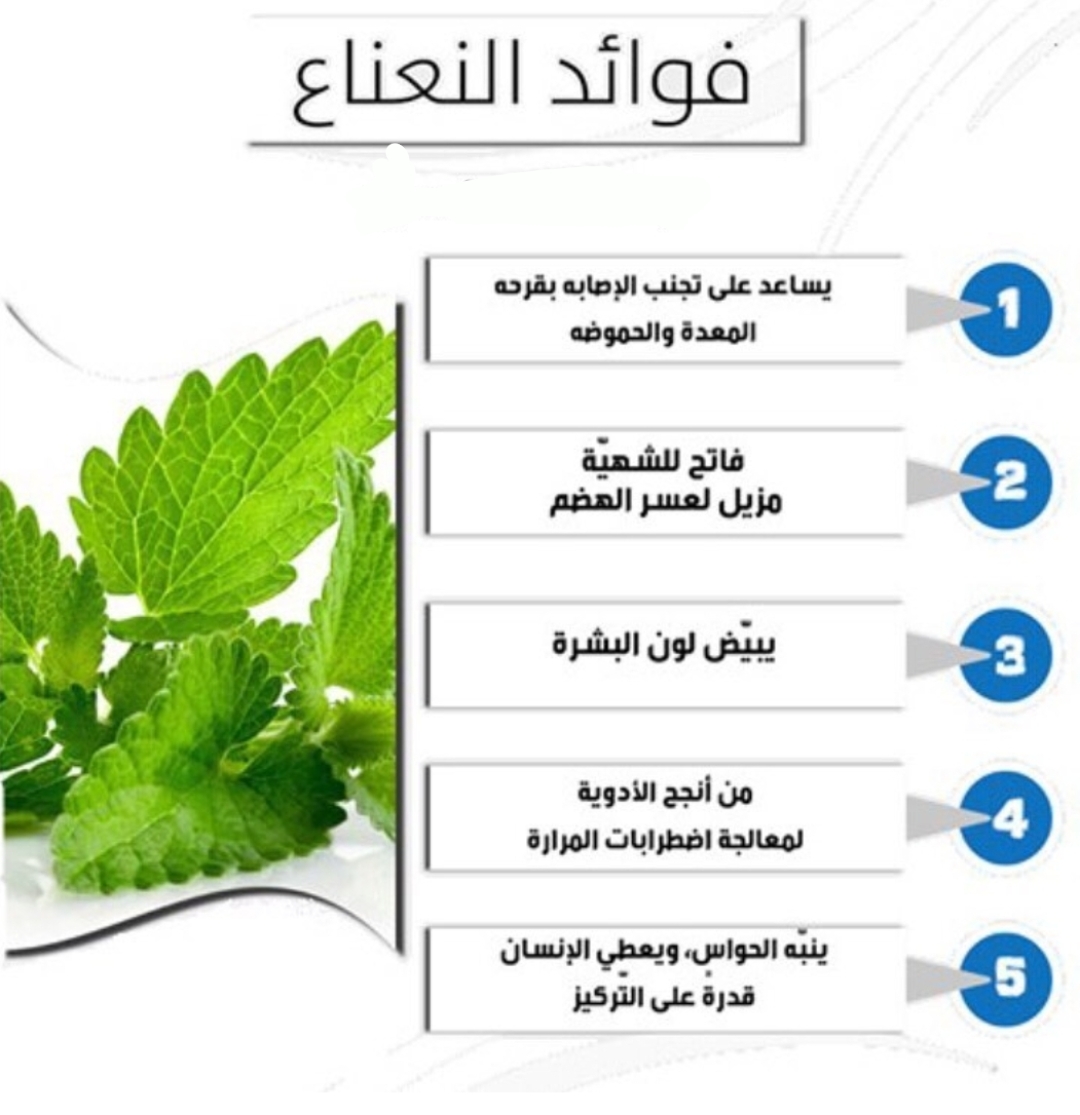 فوائد النعناع الاخضر , تعرفوا ان فى مهدىء يكون جميل للاعصاب وهو من الاعشاب يا ترى ما يكون