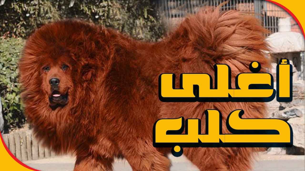 اغلى كلبة في العالم- شوفوا معنا اغلى كلاب 11491