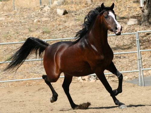 خيل اصيل - احصنه سباق اصيله 161 3