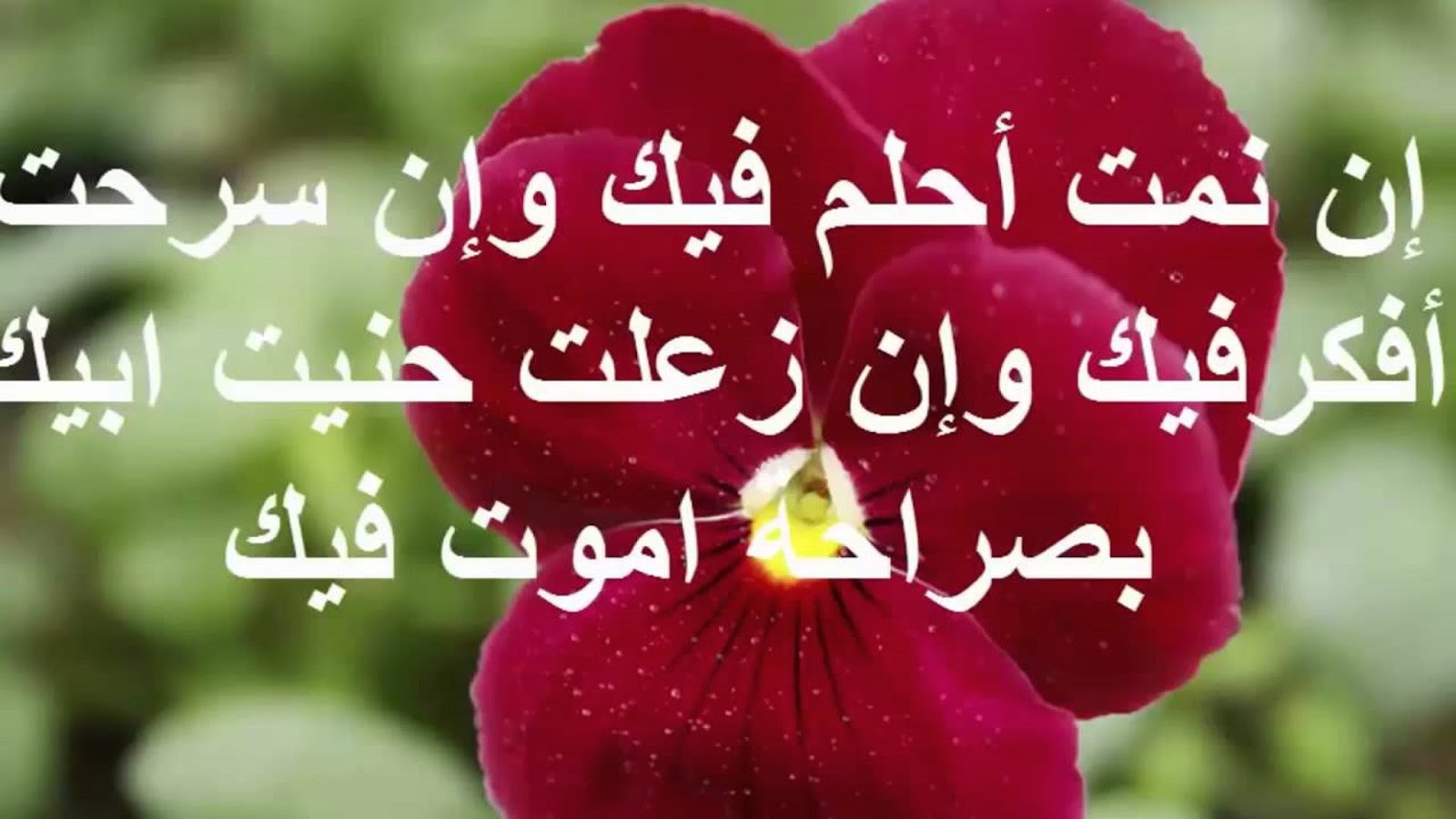 رسائل للحبيب - رساله لحبيبى وروحى وقلبى 5417 11