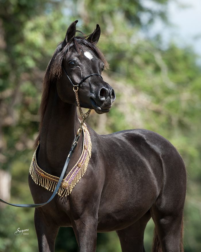 خيول عربية - صور خيول عربيه اصيله 3189 7