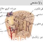 ما الذي يصف معظم انواع الفيروسات ، إليكم الإجابة 17493