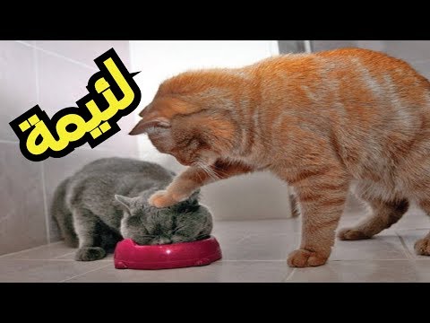 فيديوهات مضحكة- يا سلام على الضحك 3684 8