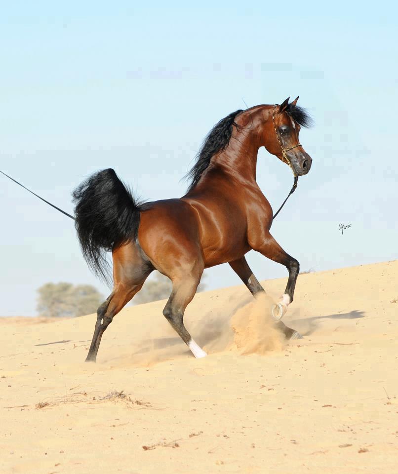 الخيل العربي الاصيل - صور للجياد العربيه 3383 7