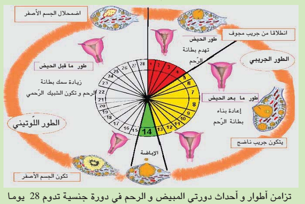 متى تكون ايام التبويض - وكيف تعرفينها لضمان حدوث حمل 74