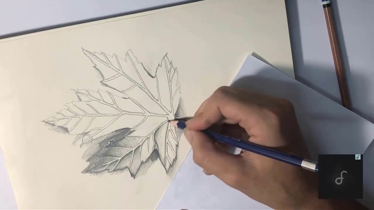 اوراق شجر مرسومة 11463 2