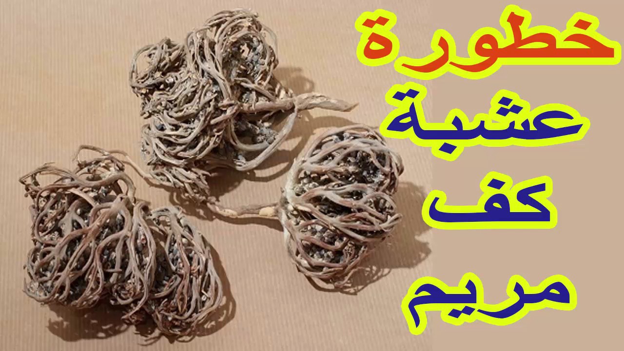 عشبة كف مريم , فوائد عشبة كف مريم