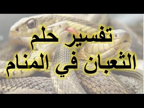 تفسير حلم الثعابين في البيت - رؤية الثعبان في المنام 2291 3