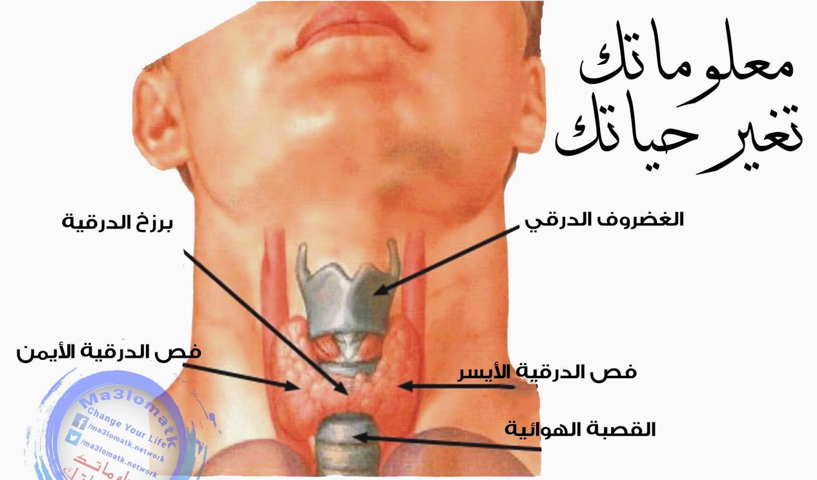 مرض الغدة الدرقية , تعرف على الامراض التى تصيب الغدد الدرقية