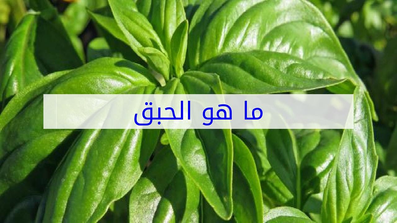 ما هو الحبق-لو متعرفوش الحبق ما يكون تابعونى 1854 7