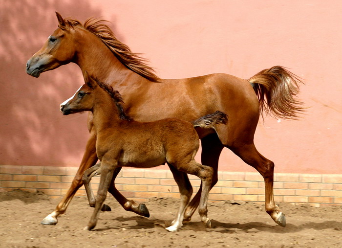 الخيل العربي الاصيل - صور للجياد العربيه 3383 9