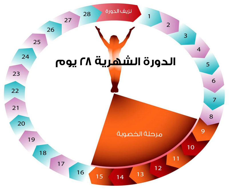 مدة الدورة الشهرية المنتظمة , معلومات تهمك