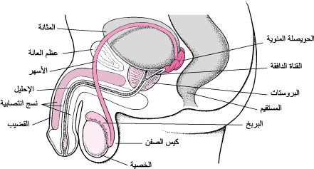 اعراض البروستاتا- معلومات مهمه عن البروستاتا 6170