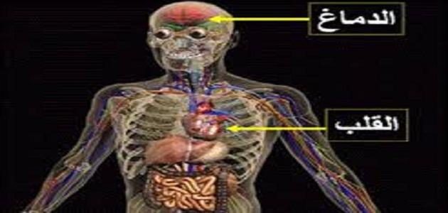 صور قلب الانسان - شكل قلب الانسان 2397 8