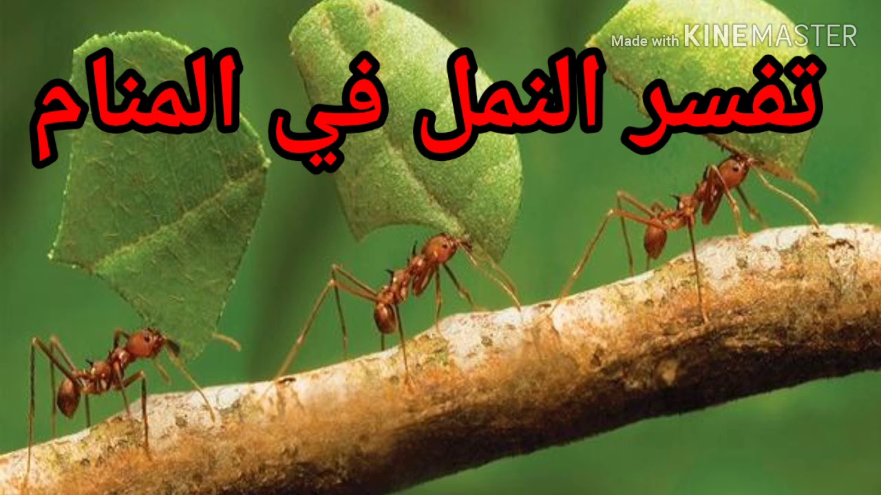 النمل فى المنام