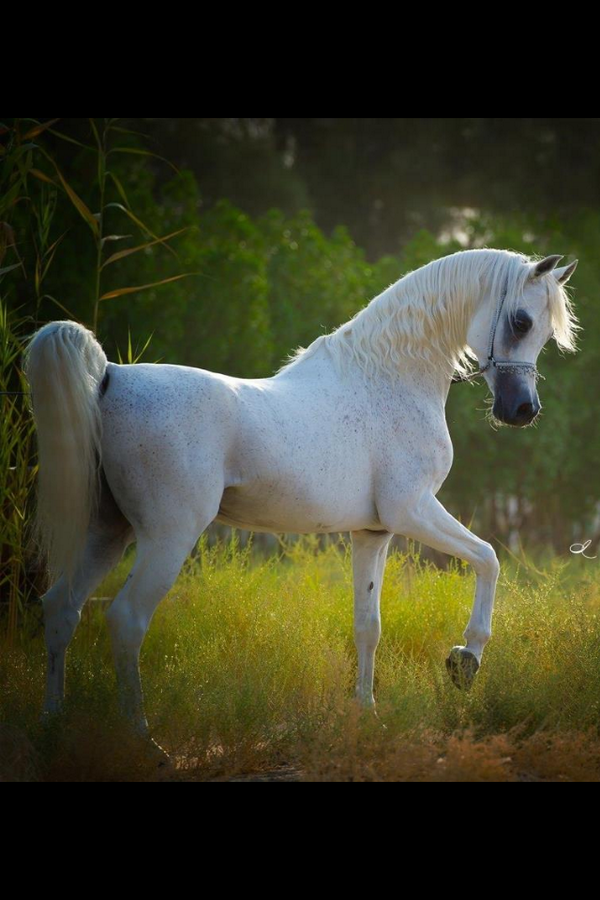 صور حصان - اجمل واشهر حصان عربي اصيل 6025