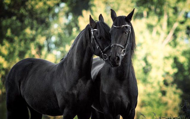 خيول عربية - صور خيول عربيه اصيله 3189 6