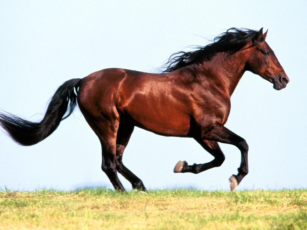 خيل عربي اصيل - الخيل العربى ومواصفاته 3831 15