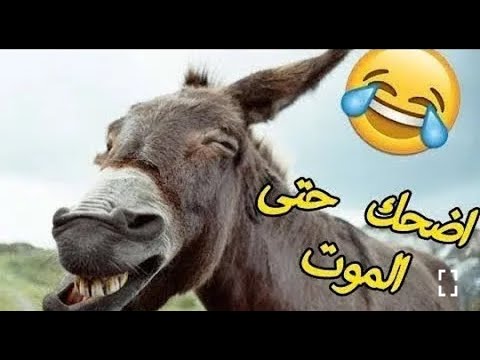 فيديو مضحك جدا- اكثر فيديوهات مضحكه 1005 4