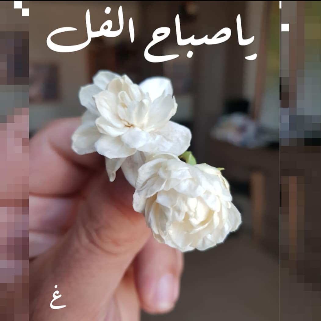 صباح الفل - اجمل صور الصباح الجميل 3144 1