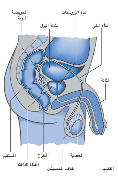 اعراض البروستاتا- معلومات مهمه عن البروستاتا 6170