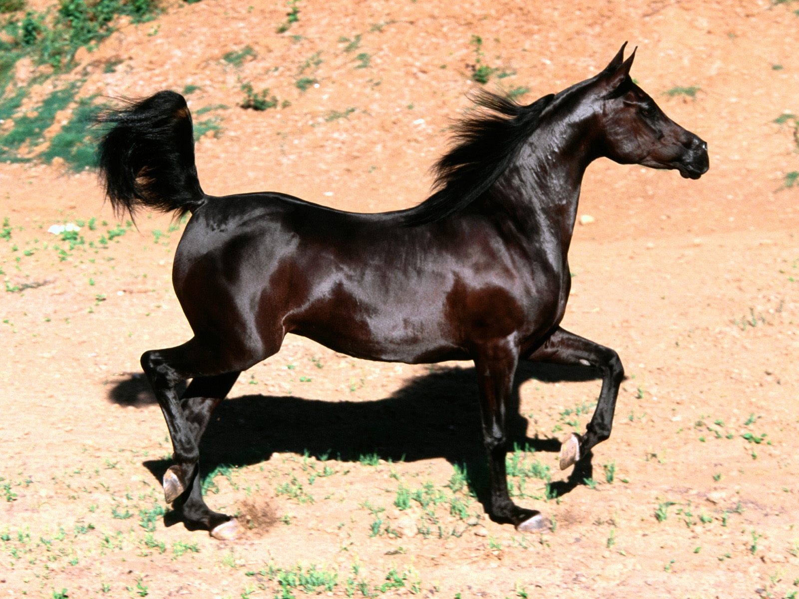 حصان عربي - الخيل العربيه الاصيله 6696 11