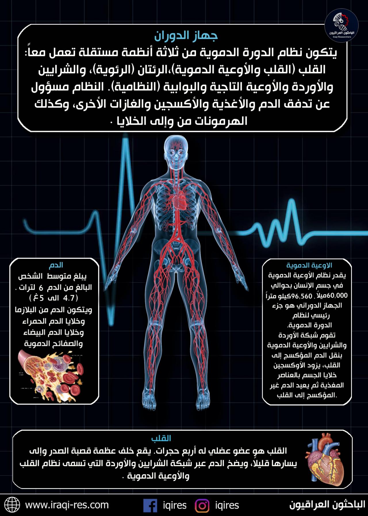 وظائف جهاز الدوران 11755 3