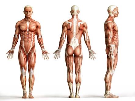 Images 5 2 كم عدد عضلات جسم الانسان - تعرف على عضلات جسمك بالفيديو ايمان صلاح