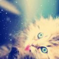 Maxresdefault صور قطط كيوت - جمال القطط ام كمال