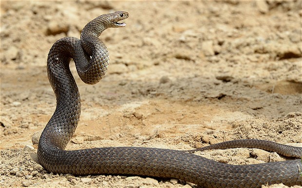 رؤية الحية في المنام , تفسير رؤية الحية بالحلم