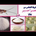 2611 6 القضاء على الصراصير - التلخص من الصراصير منال مصطفى